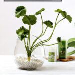 Wholesale Glass Vase HP-042 - Image 6